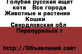 Голубая русская ищит кота - Все города Животные и растения » Кошки   . Свердловская обл.,Первоуральск г.